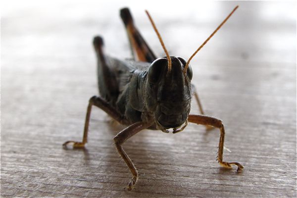 grasshopper3