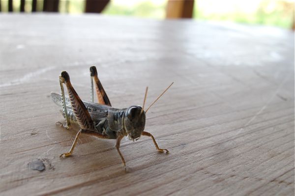 grasshopper4