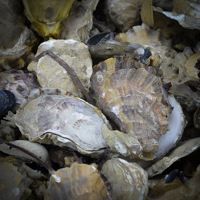 Post image for Fanny Bay Oysters